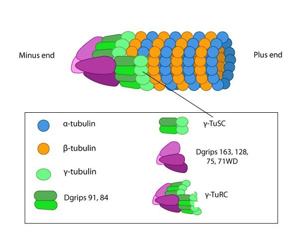 γ-Tubulin Ring Complex (γTuRC) Market